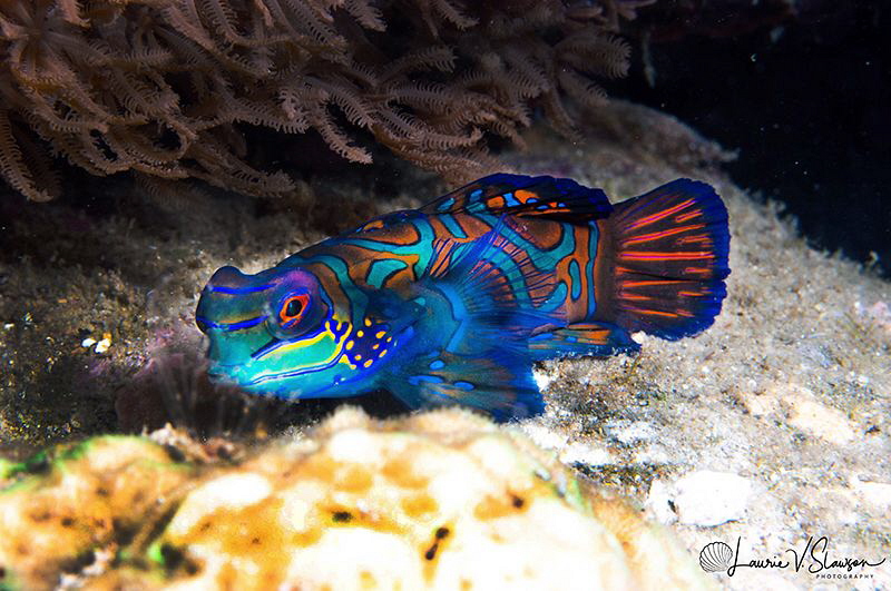 Mandarinfish/Photographed with a Canon 60 mm macro lens a... by Laurie Slawson 