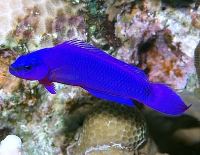 Fridman's dottyback, diffucult shot as these never seem t... by Nikki Van Veelen 