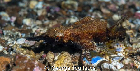 Sea moth!!! by George Touliatos 