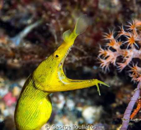 Yellow Ribbon Eel!!! by George Touliatos 