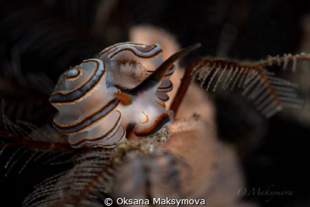 Nudibranch Doto greenamyeri by Oksana Maksymova 