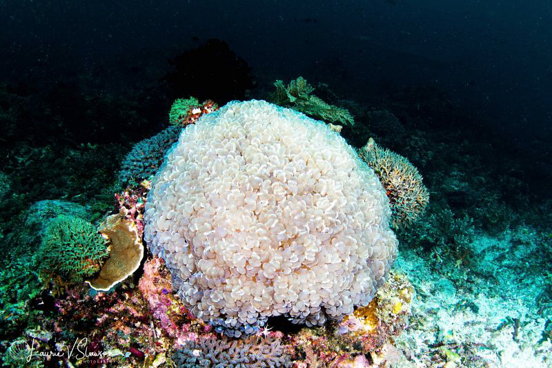 Bubble Coral/Photographed with a Tokina 10-17 mm fisheye ... by Laurie Slawson 