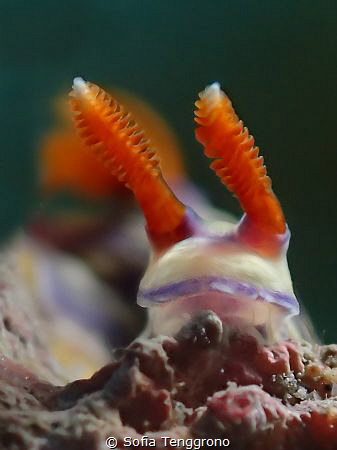 Hypselodoris emma by Sofia Tenggrono 