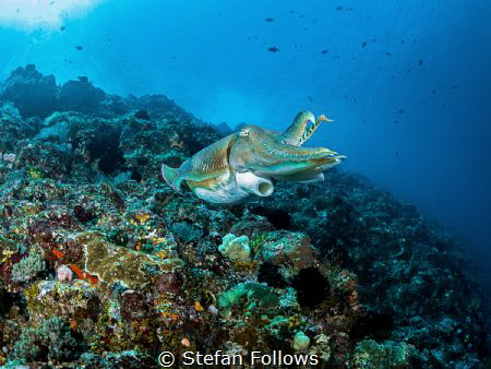 Blue Day

Reef Cuttlefish - Sepia latimanus

Bali, In... by Stefan Follows 