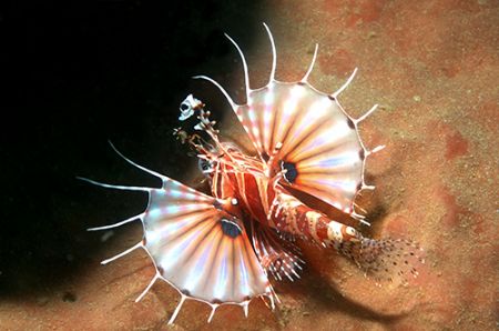Zebra Lionfish, Nusa Kode, Indonesia. Nikkor 60mm. by Chris Wildblood 