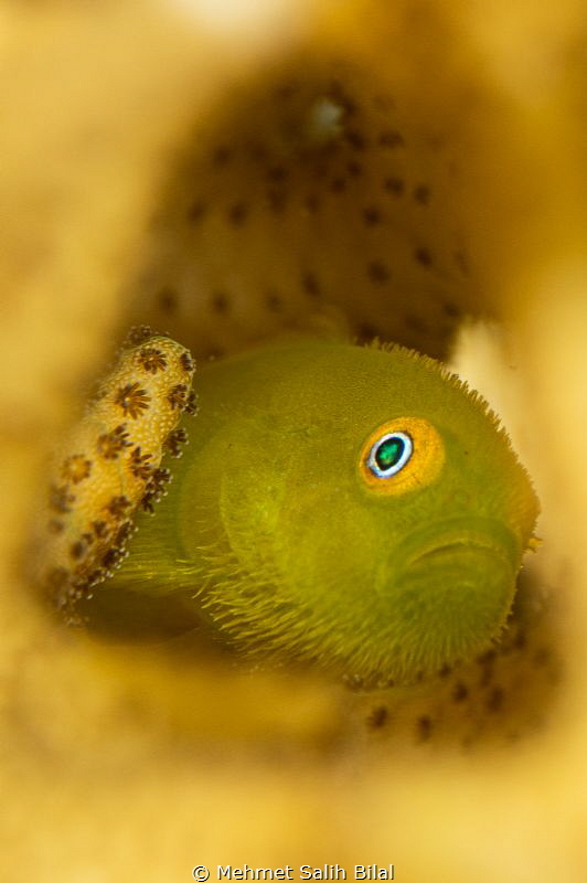 Hairy lemon goby. by Mehmet Salih Bilal 