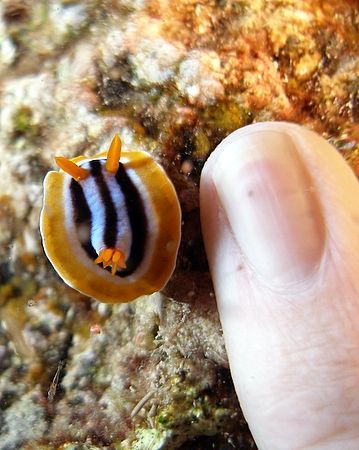 Baby Pyjama slug !!! He was about 1.5 cm in length. I use... by Anel Van Veelen 
