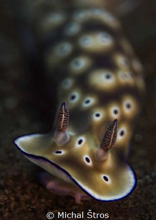 Risbecia tryoni by Michal Štros 