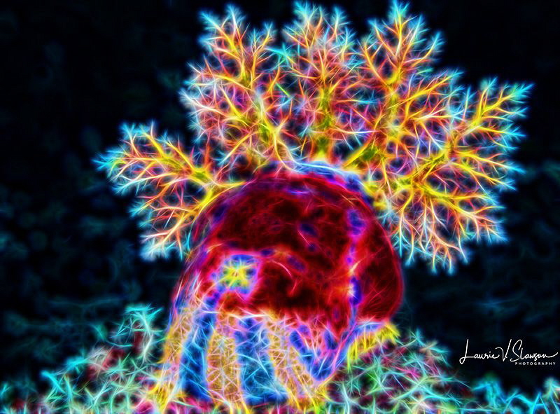 Fractal image of Feeding Sea Apple/Photographed with a Ca... by Laurie Slawson 