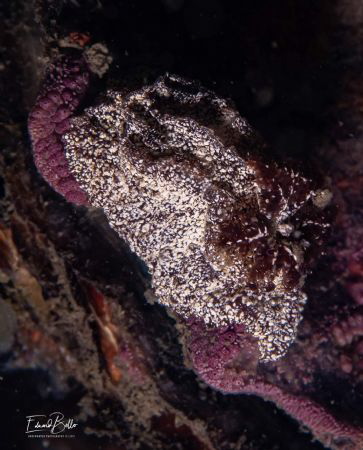 Bruine plooislak, gonidoris castanea by Eduard Bello 