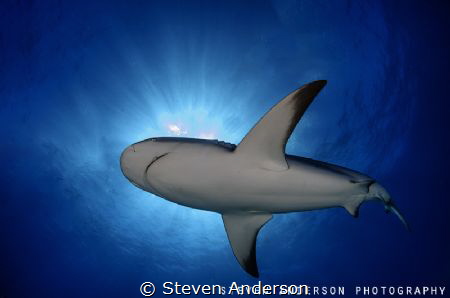 Reef Shark makes its way accross the path of the sun on a... by Steven Anderson 