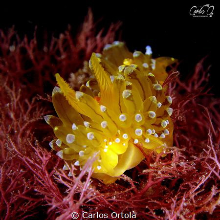 antiopella cristata by Carlos Ortolà 