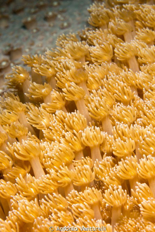 soft coral, Debbie's Beach, Nha Trang -Vietnam by Antonio Venturelli 
