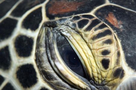 Turtle Eye. Canon 10d with 105mm macro lens. Taken in Bun... by Jaime Wallace 