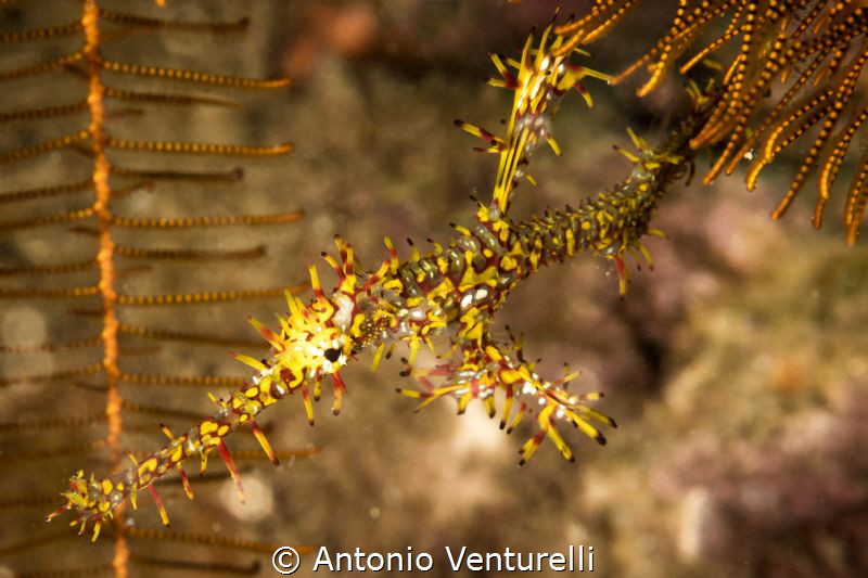 Ghost pipe fish by Antonio Venturelli 