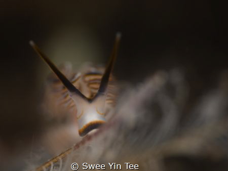 Sleepy face of nudibranch named dotto or "donut". The sho... by Swee Yin Tee 