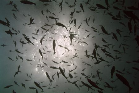 Fish in the Sky - Stetson Bank by Angie Walden 