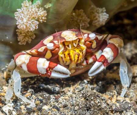 Ready to Fight!!! by George Touliatos 