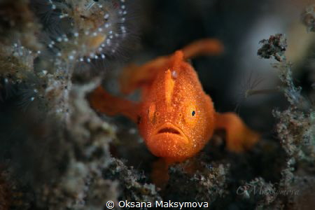 Tiny juvenile frogfish, size 5-7mm by Oksana Maksymova 