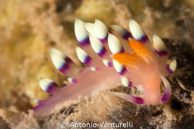 Coryphellina exoptata by Antonio Venturelli 