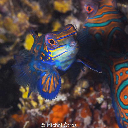 Mandarin dragonet by Michal Štros 