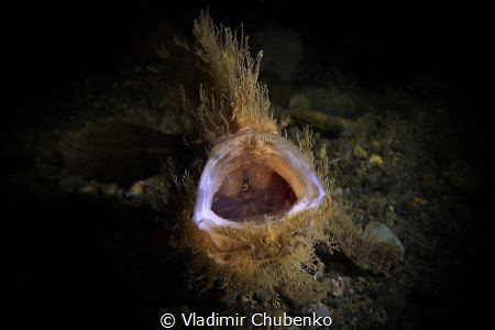 HAIRY FROG FISH by Vladimir Chubenko 