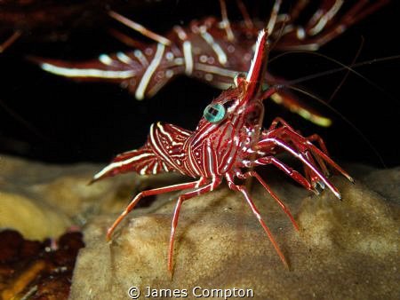Camel shrimp by James Compton 