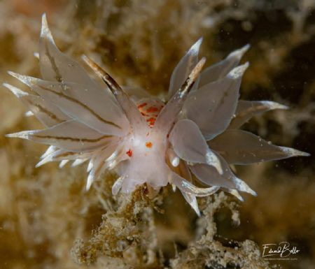 Witgezoomde knuppelslak,eubranchus linensis. by Eduard Bello 