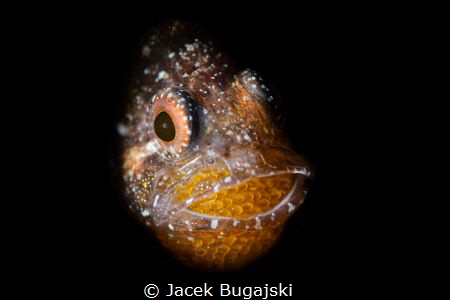 Male Cardinal Fish with Eggs
Nikon D850 with Nauticam Ho... by Jacek Bugajski 