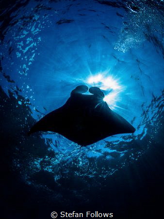 Bubbalicious

Manta Ray - Mobula alfredi

Manta Point... by Stefan Follows 