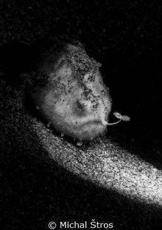 On the hunt (juvenile frogfish) by Michal Štros 