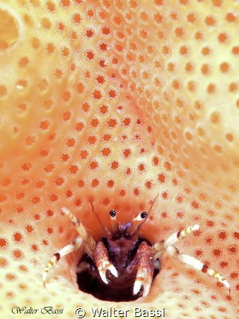 Calcinus tubularis by Walter Bassi 