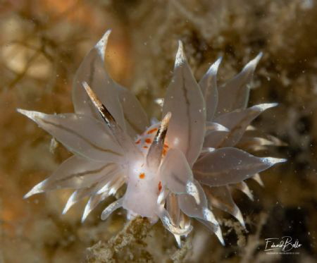 Witgezoomde knuppelslak, eubranchus linusis by Eduard Bello 