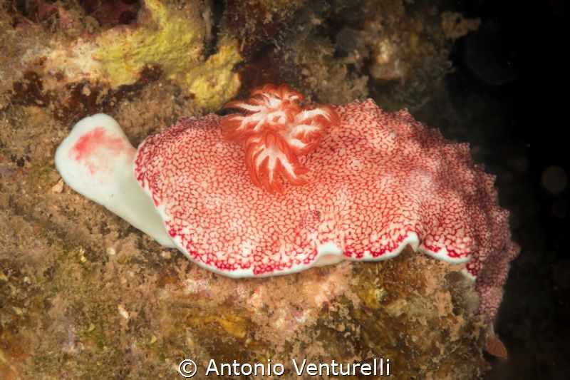 Chromodoris reticulata by Antonio Venturelli 