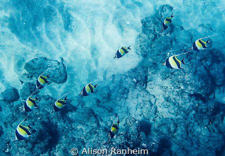 Black Rock, Maui by Alison Ranheim 