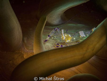 Anemone shrimp..using snoot by Michal Štros 