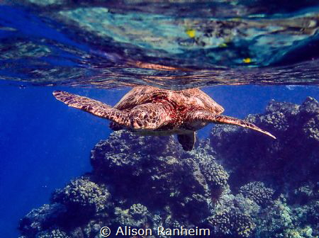 Ahihi-kina’u natural area reserve, Maui by Alison Ranheim 