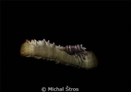 Coral shrimp (Pontonides ankeri)...snoot in action by Michal Štros 