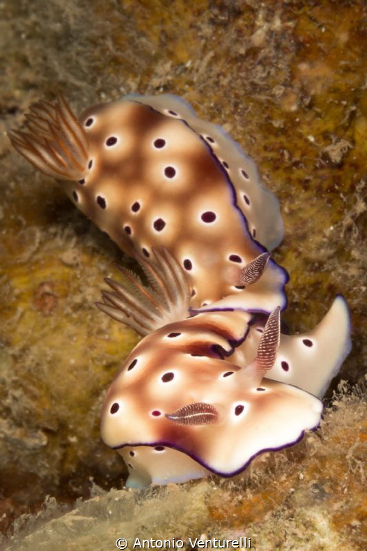 Hypselodoris tryoni by Antonio Venturelli 