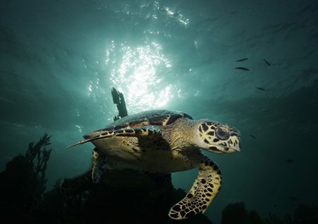 A regular visitor to a commonly dived site. Late afternoo... by Adam Laverty 