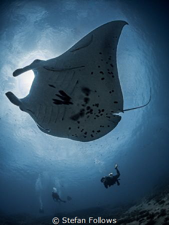 
Manta Ray - Mobula alfredi

Manta Point, Bali, Indonisia by Stefan Follows 