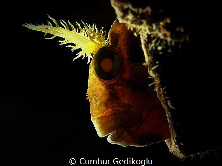 Parablennius gattorugine
Left side back lighted by Cumhur Gedikoglu 