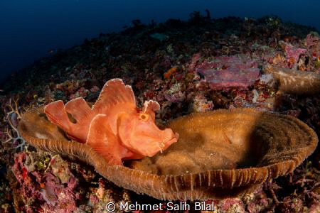 Rhinopias eschmeyeri. by Mehmet Salih Bilal 