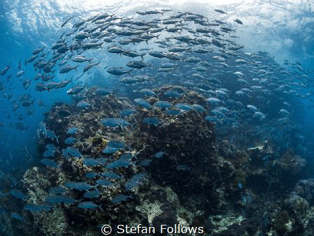 Dream a Little Dream

Big Eye Travely - Caranx sexfasci... by Stefan Follows 