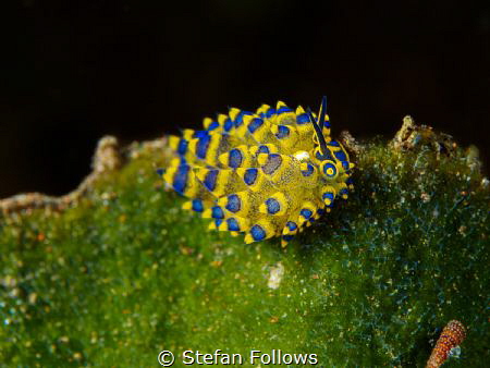 Funambulism

Nudibranch - Costasiella sp.

Bali, Indo... by Stefan Follows 