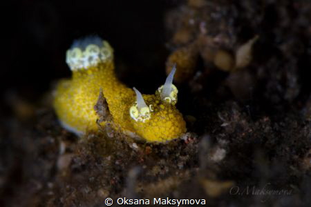 Nudibranch Aegires flores by Oksana Maksymova 