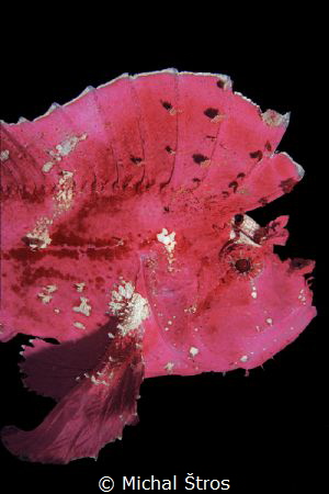 Leaf scorpionfish by Michal Štros 
