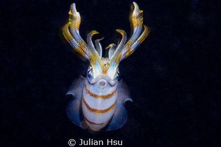 Bigfin reef squid by Julian Hsu 