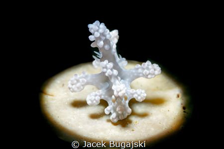 Miamira Alleni - Nudibranch

Nikon D850, Nauticam Housi... by Jacek Bugajski 