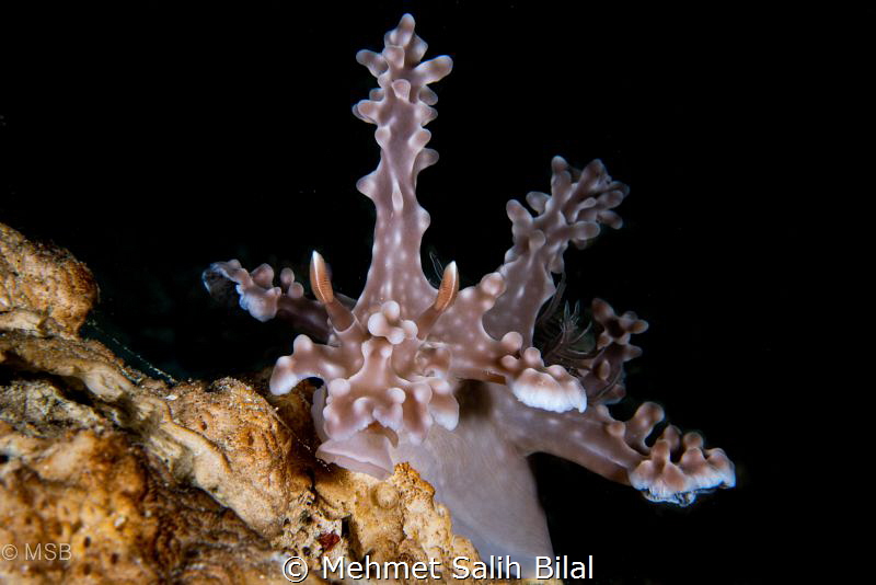 Miamira alleni. by Mehmet Salih Bilal 